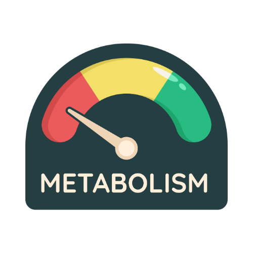 Illustration representing metabolic health, energy regulation, and recovery capacity