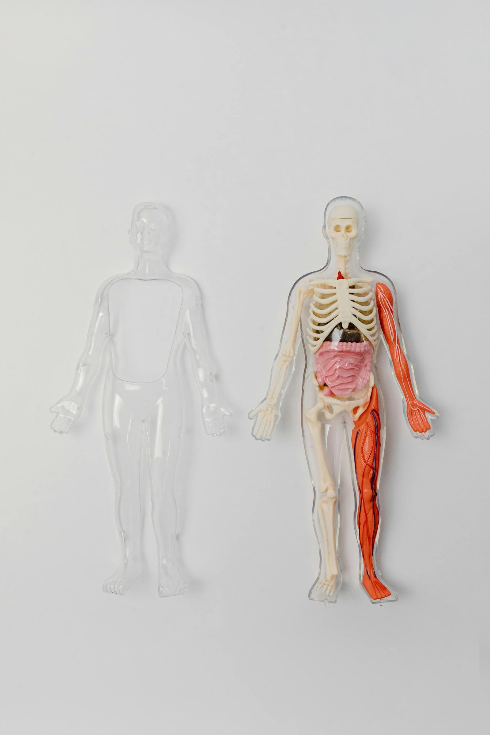 A human anatomy model with visible skeleton and organs on a plain white backdrop for educational purposes.
